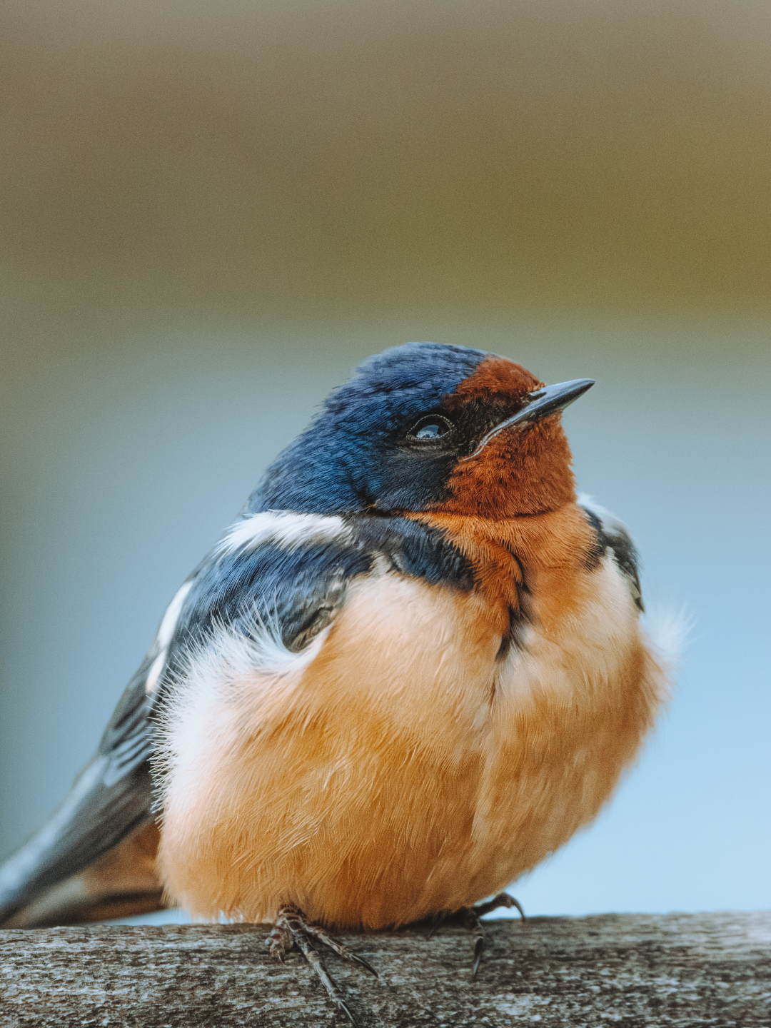 Springbgle Borb About Borb.